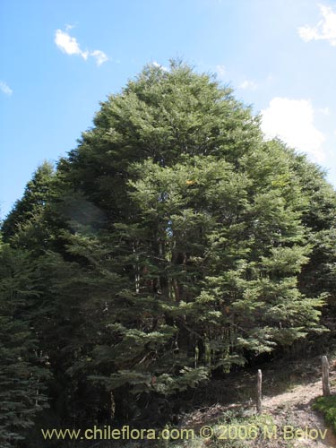 Image of Nothofagus dombeyi (Coihue / Coige). Click to enlarge parts of image.